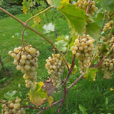 Ferienwohnung Weingut Lahmer August Kretzschau Екстер'єр фото